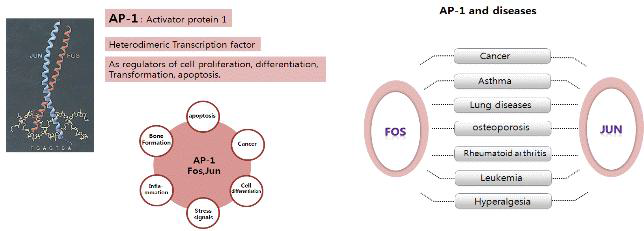 AP-1활성과 family 유전자의 활성 조사