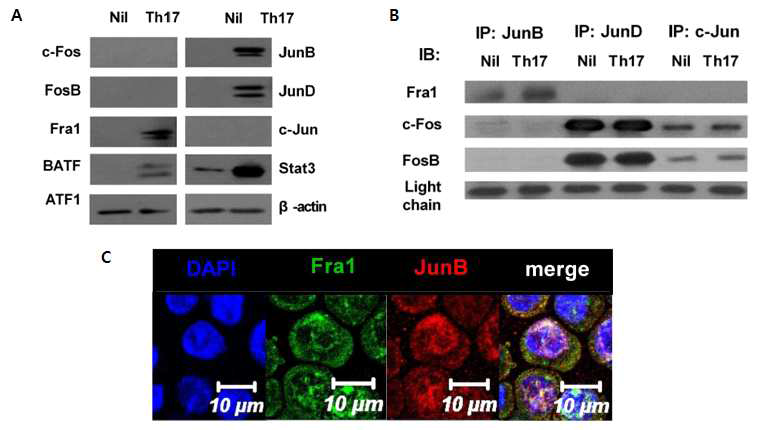 Th17 세포에서 Fra-1, JunB complex의 발현 조사