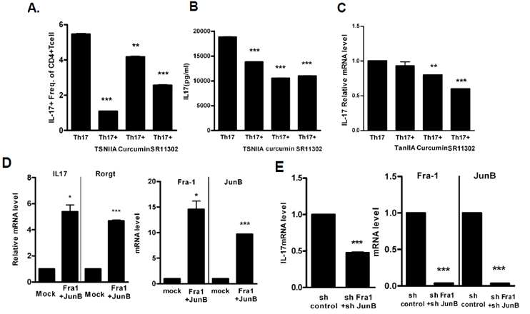 Fra-1, JunB 억제제에 의한 IL-17 발현 억제 조사