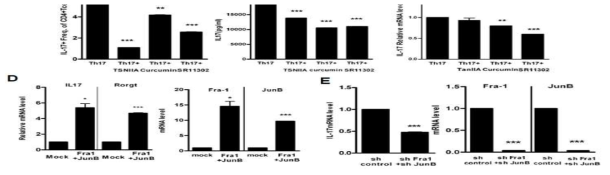 LBRM-33 세포에서 Fra-1, JunB 억제제에 의한 IL-17 발현 억제 조사