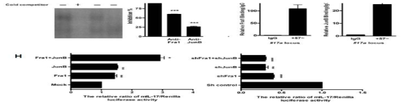 Luciferase assay를 이용한 IL-17 promotor 활성 조사