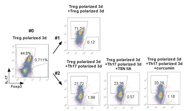 Fra-1/JunB 억제제를 이용한 Treg 분화가변성 조사