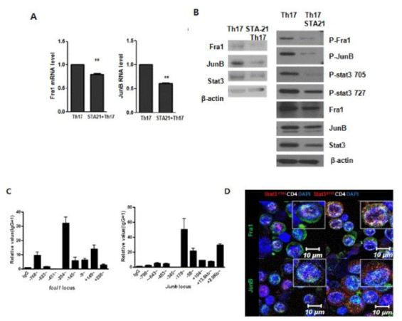 STAT3에 의해 조절되는 Fra-1/JunB의 활성