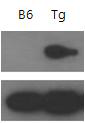 Tg에서의 transgene의 과발현확인
