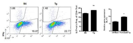 Tg에서 Th17세포의 분화와 IL-17의 생성변화
