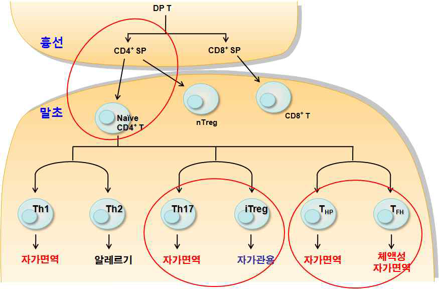 Th 세포 아형 별 면역 작용