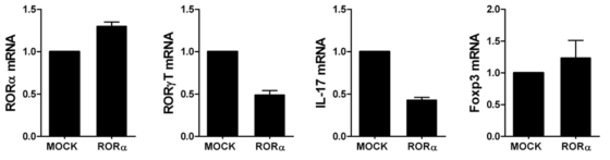 RORα 과발현 벡터 주입한 관절염 동물모델의 ex vivo splenocytes에서 유전자 발현 조사