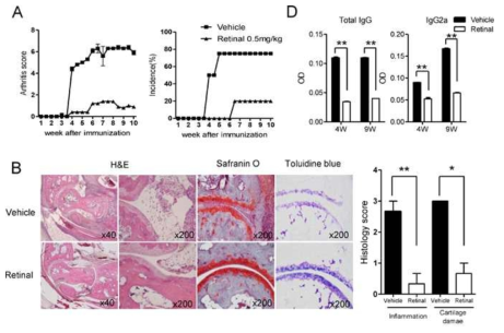 Retinal이 자가면역질환에 끼치는 영향