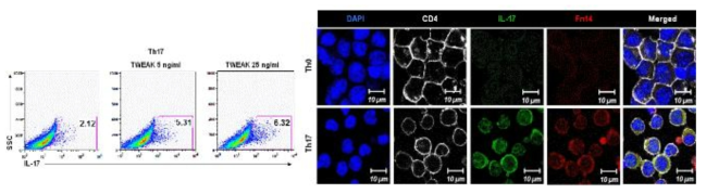 TWEAK을 통한 Th17 발현 증가 / 분화된 병인 Th17 세포에서 Fn14의 발현 관찰