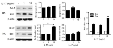 류마티스관절염환자의 활막세포에서 IL-17에 의한 Bcl-2의 발현변화