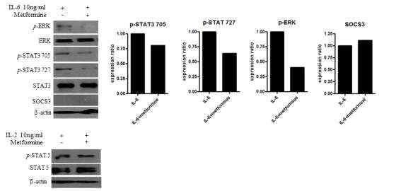 metformin에 의한 STAT3 인산화억제