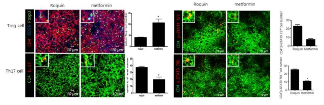 자가면역질환동물모델에서 Metformin에 의한 Th17/Treg세포 분화조절과 STAT3 인산화 억제