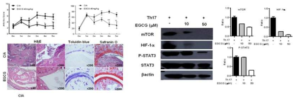 EGCG의 STAT3, HIF1a 억제를 통한 자가면역관절염 완화효과