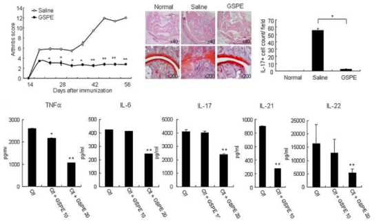 STAT3를 조절하는 GSPE에 의한 면역조절능력