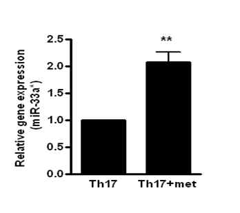 Met 처리에 의한 Th17세포에서 miR-33a의 발현변화