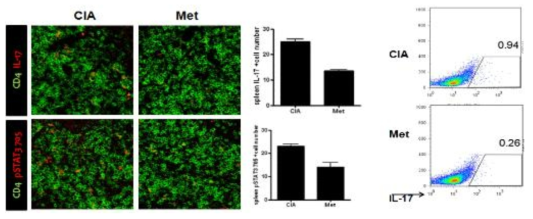 Fra1/JunB tg 마우스에서 STAT3 억제제를 통한 STAT3억제와 IL-17 억제효과