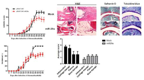 miR29a에 의한 자가면역질환 제어 효과