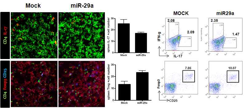 miR-29a에 의한 Th17/Treg 조절효과