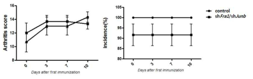 IL-10KO마우스에서 특이억제제(shFra1/shJunB)에 의한 관절염치료효과조사