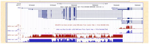 USCS genome browser를 통해 ENCODE 결과를 시각화함.