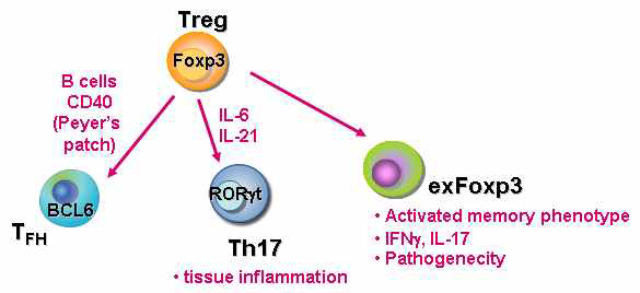 Examples of Treg cell conversion to other pathogenic cells.