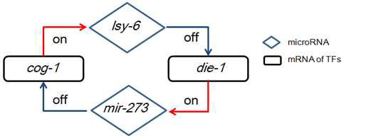 Lineage differentiation에 작용하는 microRNA와 전사조절쌍이 이루는 double-negative feedback loop. cog-1 전사조절인자가 발현되면 lsy-6 microRNA가 켜지면서 die-1을 조절하기 때문에 alternative pathway로의 분화가 제어됨. die-1이 발현될 때는 mir-273을 통해 cog-1이 조절되면서 같은 일이 일어남.