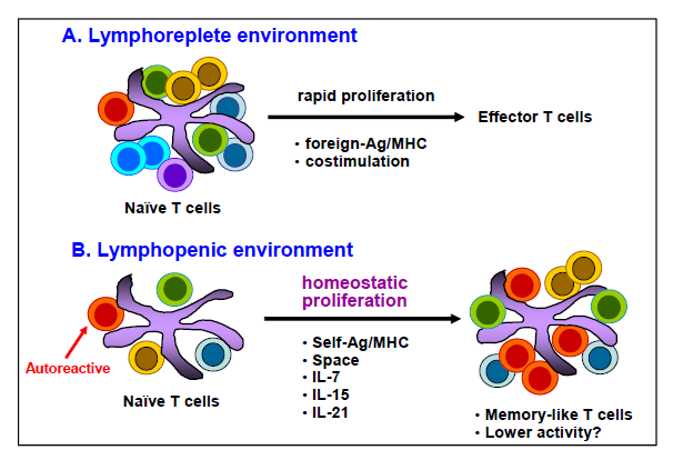 Lymphopenia and homeostatic proliferation