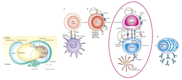 Follicular helper T cells in antibody responses