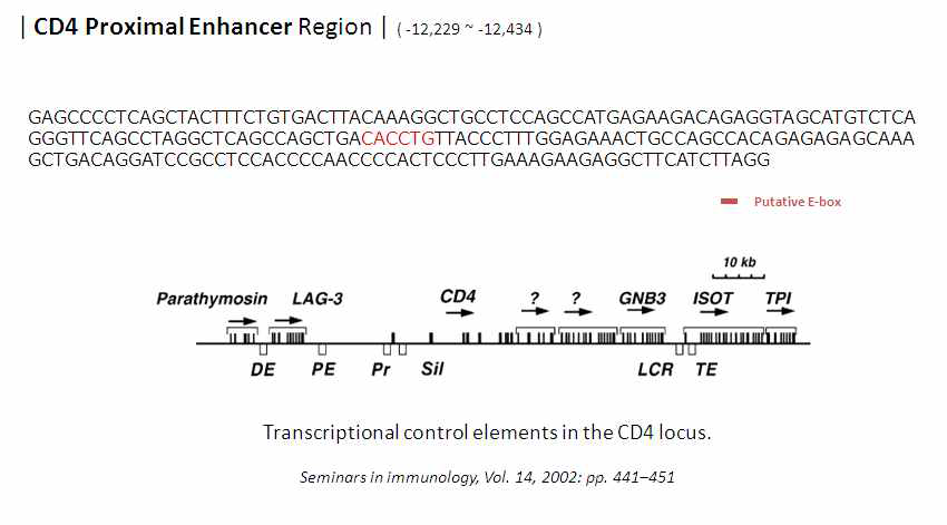 Twist2의 타겟이 되는 CD4 유전자의 Proximal Enhancer Region