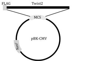 pBK-CMV-FLAG-mT wist2 construct