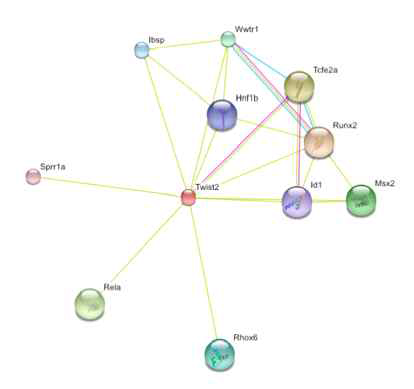 기존에 알려진 Twist2의 단백질 상호작용 네트워크. STRING database에서 추출한 최신 결과이며 여기에는 본 결과를 통해 밝혀진 MEF2D에 관한 내용이 포함되어 있지 않음.