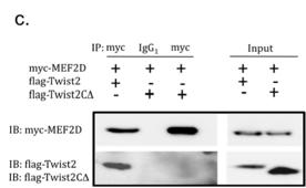 Twist2와 MEF2D의 Co-IP 결과. MEF2D는 흉선세포의 AICD에 중요하게 작용하는 Nur77의 발현에 중요하게 작용.