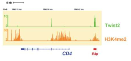 Twist2의 CD4 proximal enhancer 바인딩