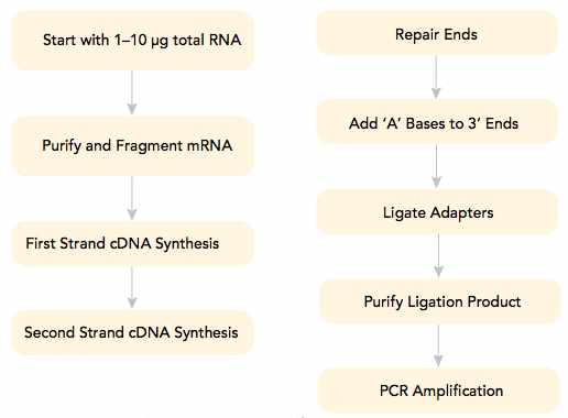 the workflow of RNA-seq library preparation