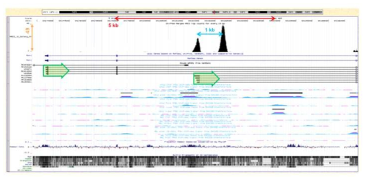 (Top panel) reference genome 상의 Rorγ 유전자 부위에 매치된, Twist2 에 결합되어있던 DNA 조각들의 염기서열.