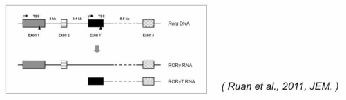 RORg 유전자에서 발현되는 두개의 mRNA isoform.