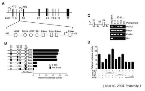 A) Rorγ-T 의 발현 조절 인자와 부위 예측. B) 3번째와 4번째 E-box 가 중요한 역할을 수행하고 있음을 Promoter assay 로 확인. C) 3, 4번째 E-box 에 E12 와 E47 이 결합할 수 있음을 ChIP assay 로 확인. D) E12 와 E47의 발현양에 비례해Rorγ-T promoter 활성도가 증가함을 확인.