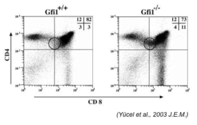 Gfi1-/- 생쥐의 흉선세포 발달 프로파일. CD8 T 세포의 비율이 증가.