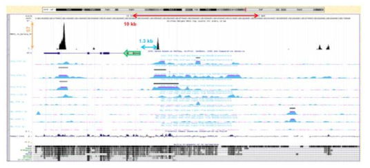 (Top panel) reference genome 상의Gfi1 유전자 부위에 매치된, Twist2 에 결합되어 있던 DNA 조각들의 염기서열.