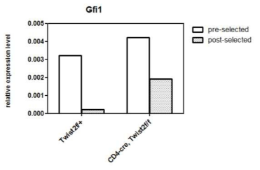 Conditional Twist2 knock out 생쥐의 흉선세포를 FACS 를 이용해 긍정적 선별과정 전-후의 분화 단계별로 분리한 뒤 Gfi1 의 발현 양상을 측정.