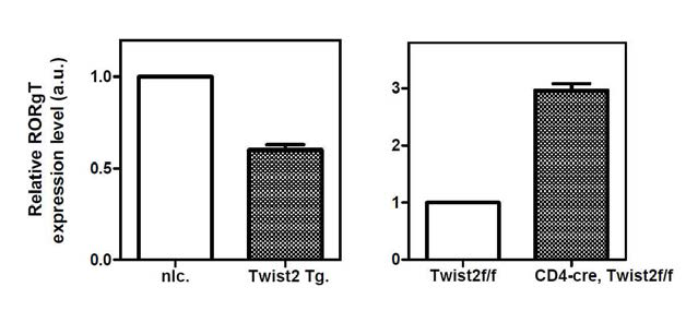 Twist2 과발현 마우스 (Twist2 Tg.) 의 흉선세포에서는 RORg-T 의 발현이 저해되어 있으며, Twist2 가 제거된 마우스 (CD4-cre, Twist2f/f) 의 흉선세포에서는 RORg-T 의 발현이 증가되어 있음을 확인.