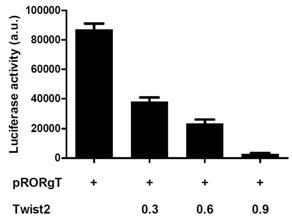 Twist2 의 발현을 점진적으로 증가시켜 보았을 때 RORg-T promoter activity 가 이에 비례하여 감소함을 확인.