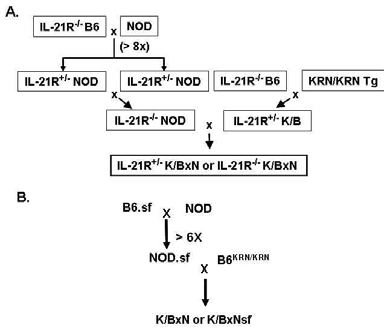 Generation of IL-21R-/-K/BxN (A) and K/BxNsf (B) mice