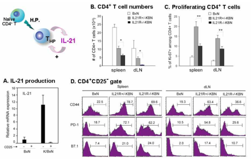 THP cells produce IL-21 that forms a positive feedback autocrine loop.