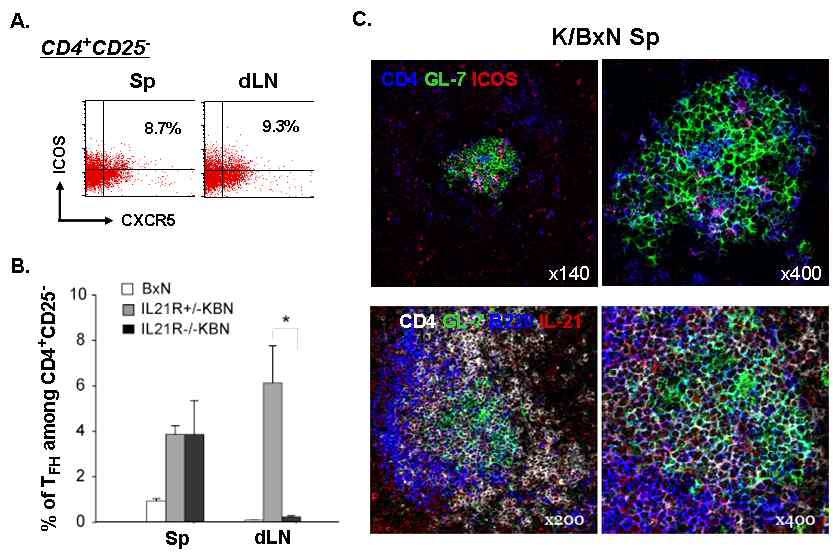 TFH cells in K/BxN and IL-21R-/-K/BxN mice