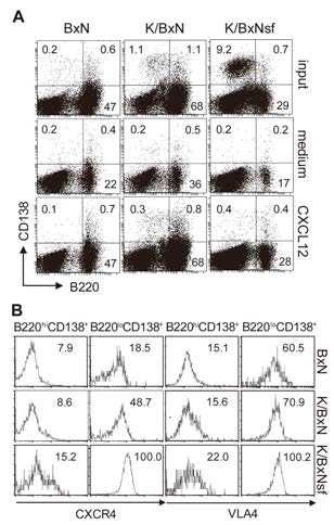 Splenic PCs from K/BxNsf mice are unresponsive to CXCL12