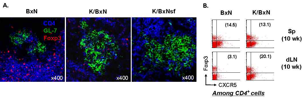 The presence of Foxp3+CXCR5+ Treg cells in germinal center of K/BxN mice