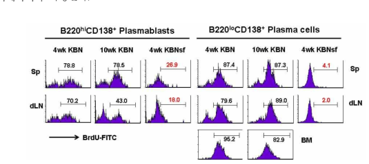 Emergence of long-lived plasma cells in K/BxNsf mice
