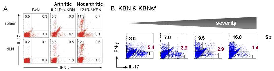 Th17 cells inversely correlate with disease activity of K/BxN mice.