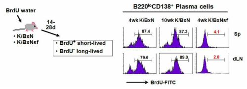 Assays to determine the life span of plasma cells